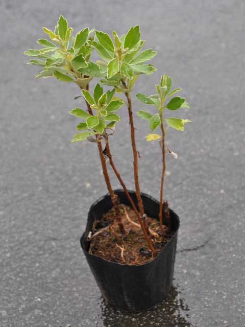 楽天市場】ハマナデシコ 10.5cmポット 苗 : トオヤマグリーン