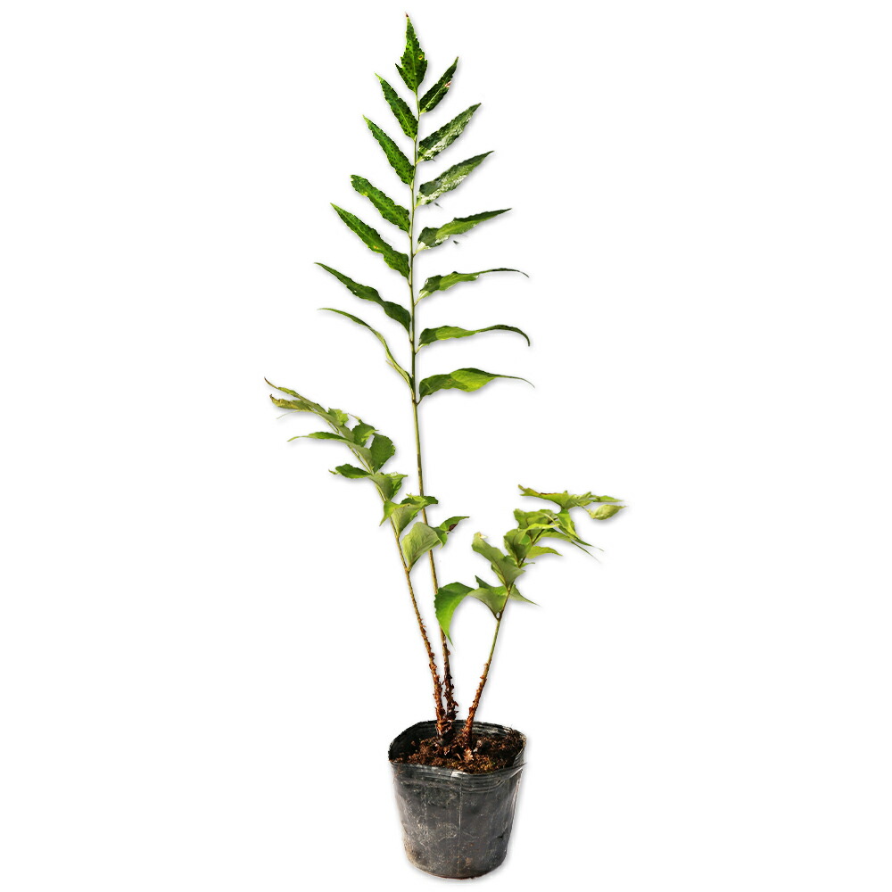 楽天市場】イワヒバ（岩松）苗 植木組合より産地直送 : 植木組合