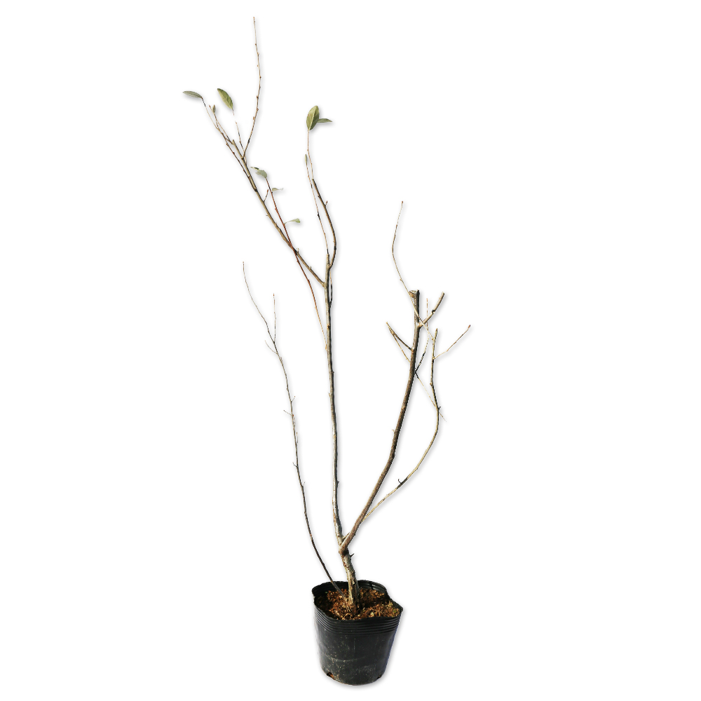 楽天市場】アキグミ 0.5m 10.5cmポット 苗 : トオヤマグリーン