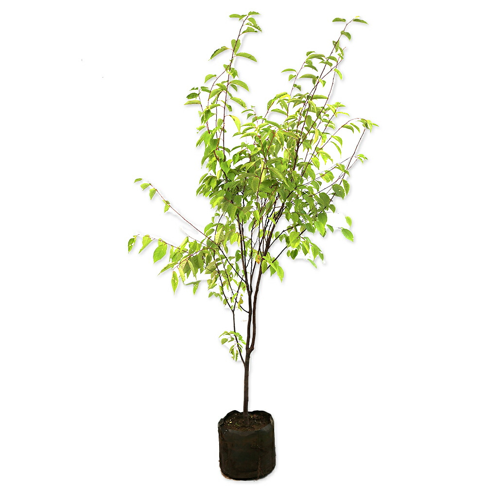 楽天市場】サクラ ウワミズザクラ 2m 露地 苗木 : トオヤマグリーン