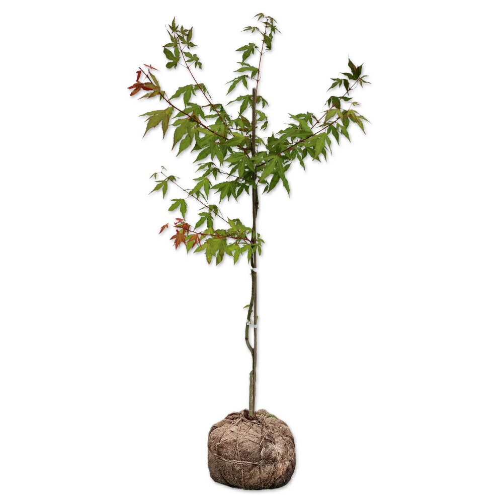 アオモジ/ 514　お買い得品 アオモジ/ 514 お買い得品