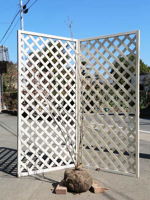 山採り　オトコヨウゾメ 楽天市場】オトコヨウゾメ（山採り天然木） 株立 2.8m程度（根鉢