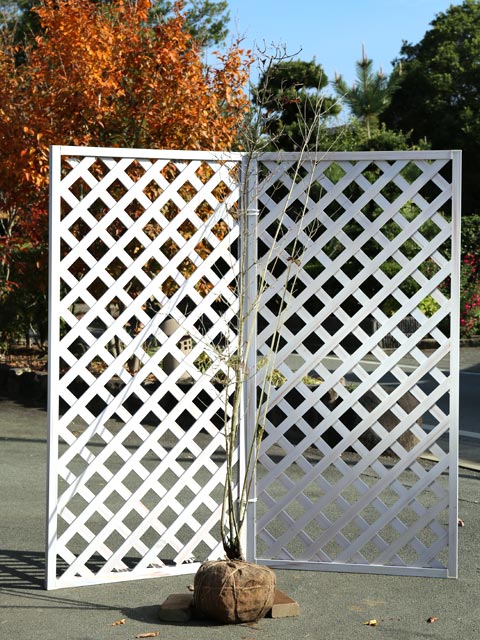 楽天市場】オトコヨウゾメ（山採り天然木） 株立 2.8m程度（根鉢含まず