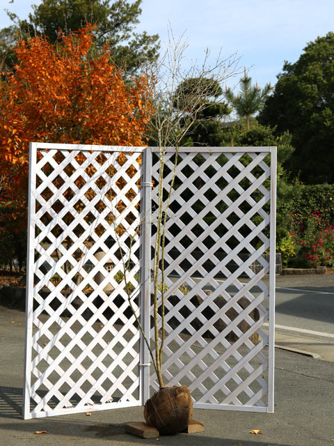 楽天市場】【現品】オトコヨウゾメ 苗木 株立ち 樹高1.7m 121525