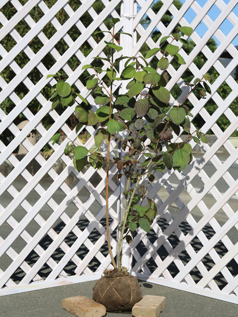 山採り　オトコヨウゾメ 楽天市場】オトコヨウゾメ 1.5m 露地 苗木 : トオヤマグリーン