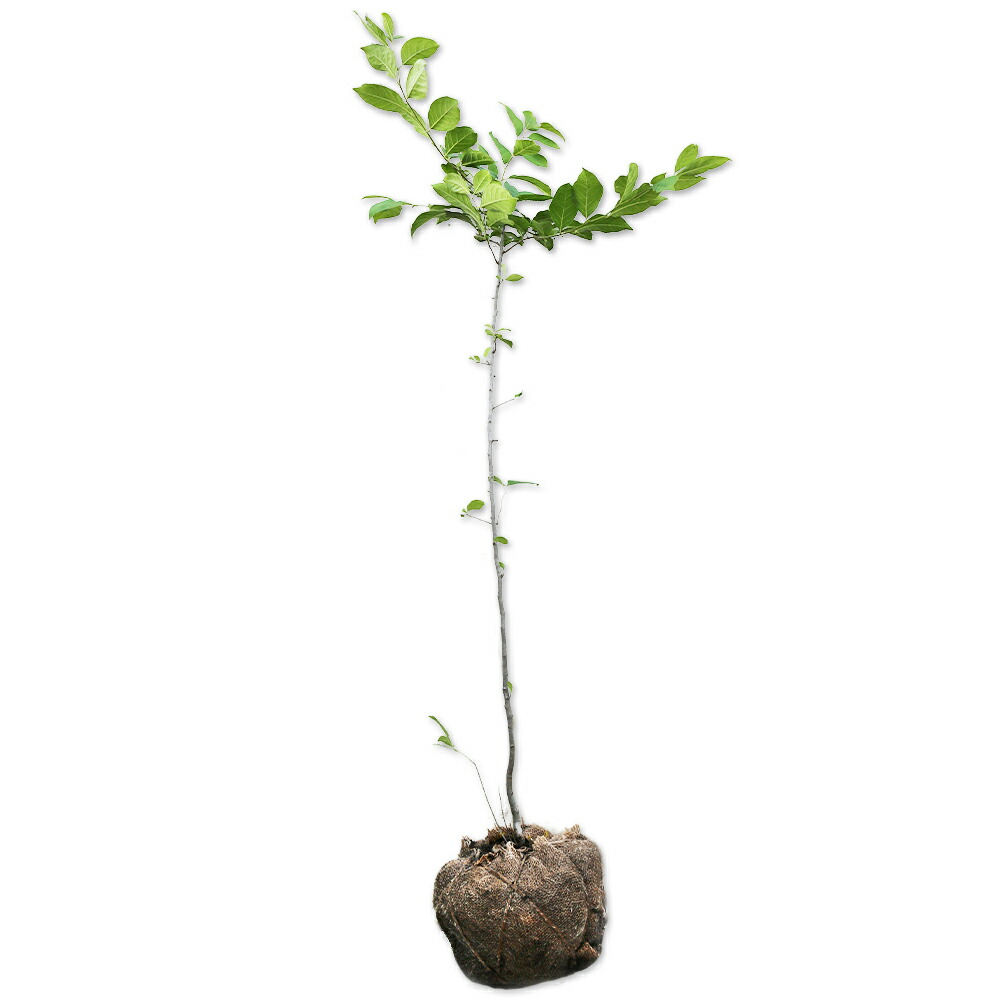 楽天市場】ウメモドキ 2m 露地 苗木 : トオヤマグリーン