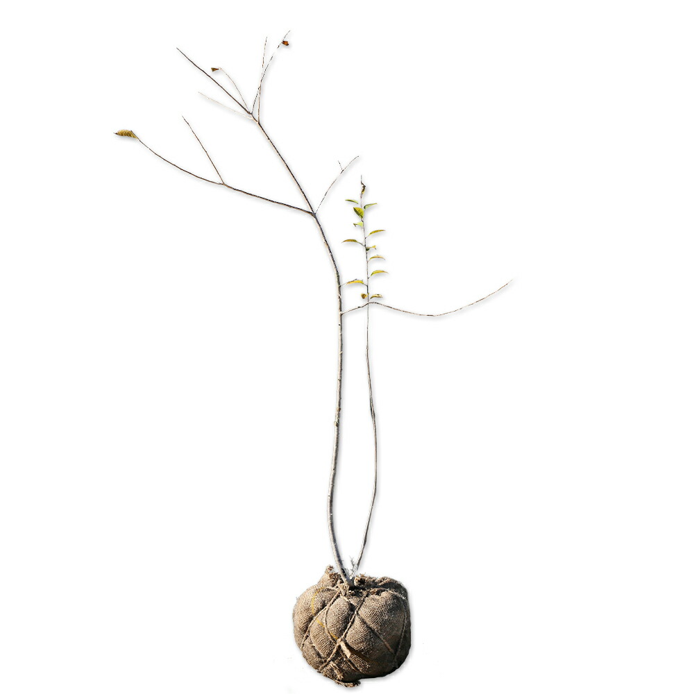 楽天市場】ウメモドキ 2m 露地 苗木 : トオヤマグリーン