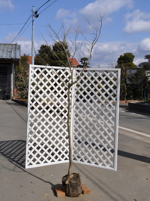 楽天市場】ウメモドキ 2m 露地 苗木 : トオヤマグリーン