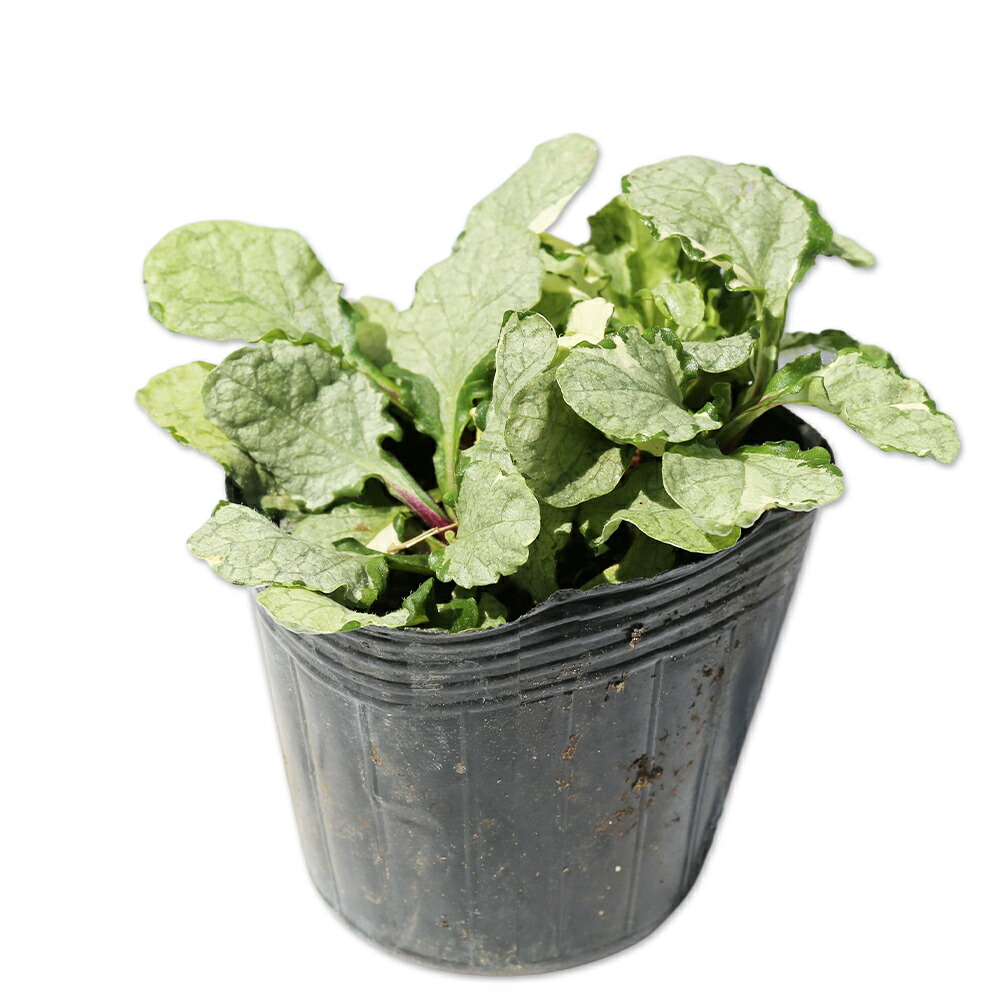 楽天市場】アジュガ 白斑 9.0cmポット 15本 苗 : トオヤマグリーン