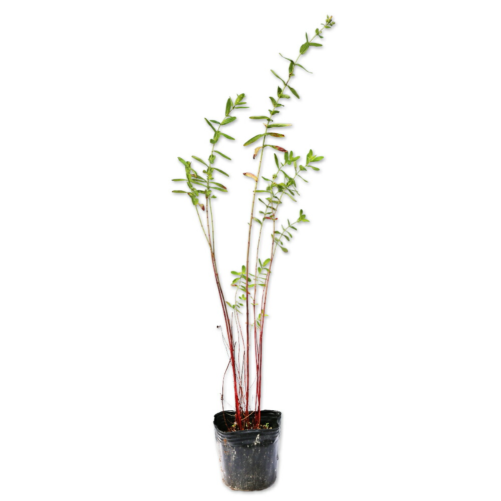 楽天市場】クロトン （ 黄ラセンクロトン ） 9cmポット苗【 送料無料