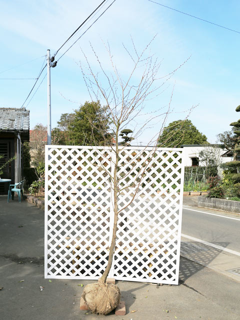 楽天市場】エゴノキ ピンクチャイム 単木 2.5m 露地 苗木 : トオヤマ