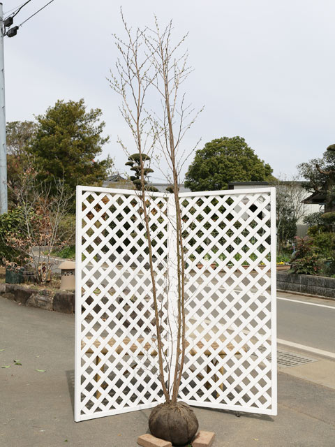 楽天市場】エゴノキ ピンクチャイム 単木 2.5m 露地 苗木 : トオヤマ