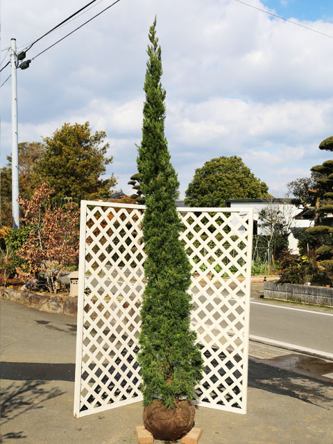 カイヅカイブキ 2.5m 露地 苗木｜トオヤマグリーン
