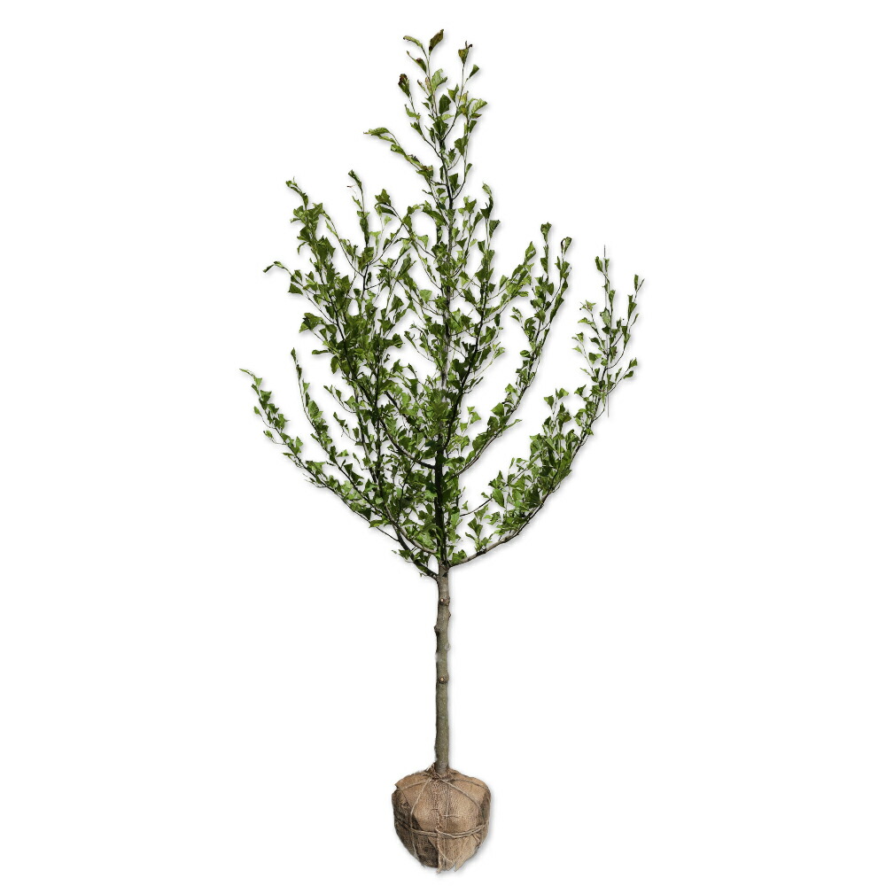 楽天市場】コブシ 単木 2m 露地 苗木 : トオヤマグリーン