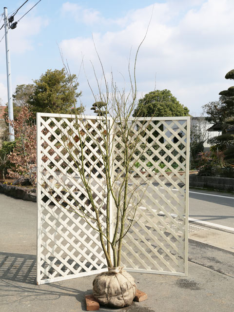 楽天市場】庭木 苗 コハウチワカエデ 8号(100〜120cm)【送料無料