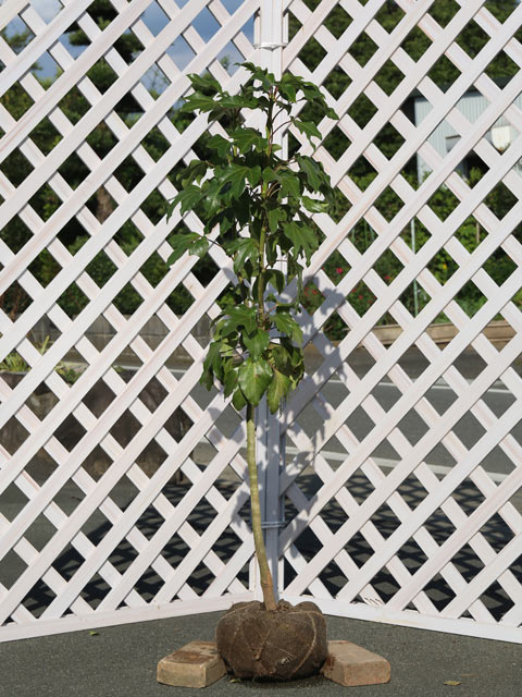 カクレミノ 株立ち 高さ 約1.0m カクレミノ 1m 露地 苗