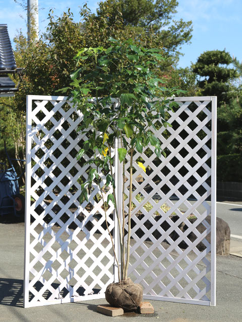 アジュマカクレミノ株立1.6M(鉢底から)品番Ｉ アジュマ様専用カクレミノ株立1.6M(鉢底から)品番I