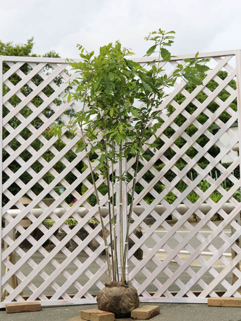 楽天市場】【現品発送】コナラ 株立ち 樹高2.0-2.4m(根鉢含まず）苗木