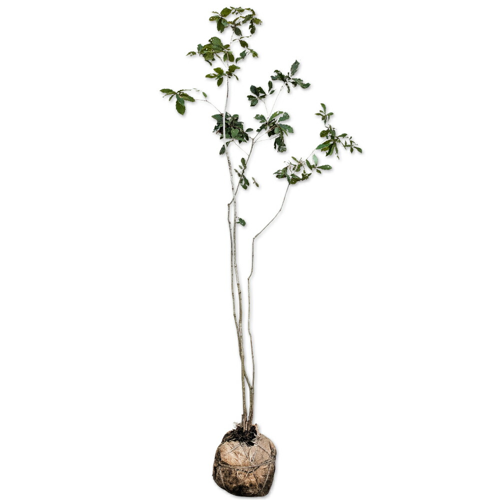 asobou　コナラ 株立ち 楽天市場】コナラ 株立ち 2.5m 露地 苗木 : トオヤマグリーン