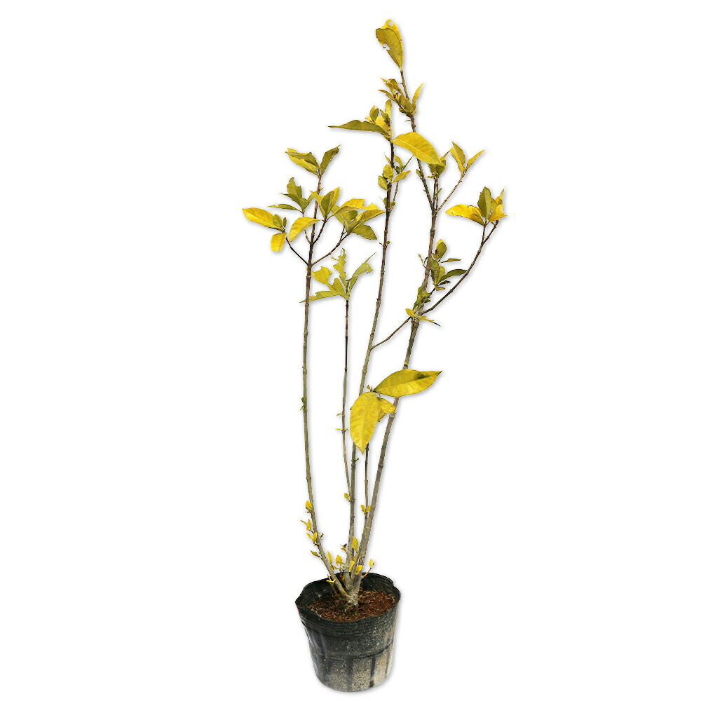 コマチソウ　ムシトリナデシコ　シレネ　抜き苗　10本 コマチソウ ムシトリナデシコ シレネ 抜き苗 10本 コマチソウ ムシトリ