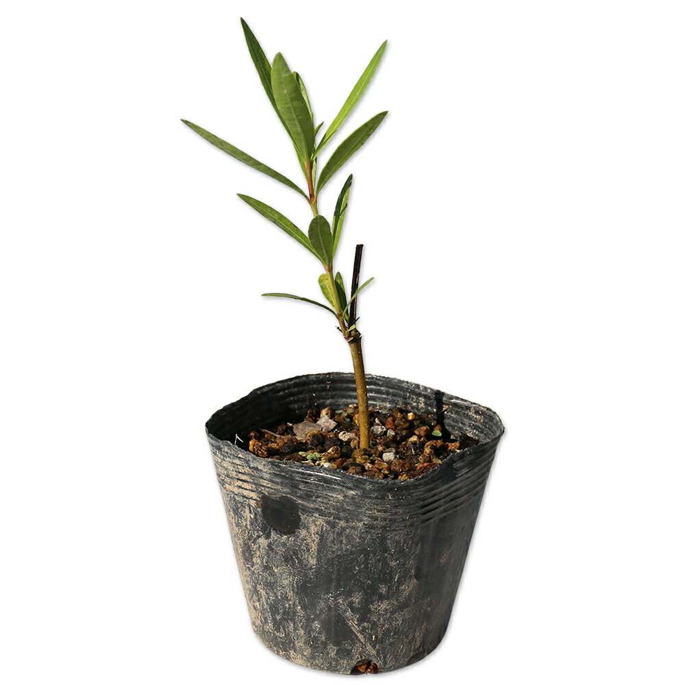 楽天市場】コウヨウザン 0.3m 10.5cmポット 苗 : トオヤマグリーン