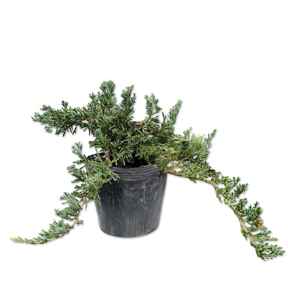 ウィルトニー 盆栽風 ウィルトニー】15cmポット | 神多野園芸