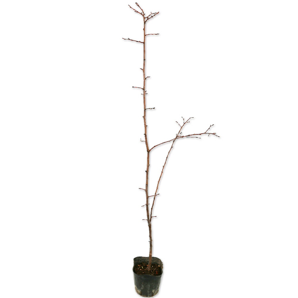 カリン 0.5m 10.5cmポット 苗画像