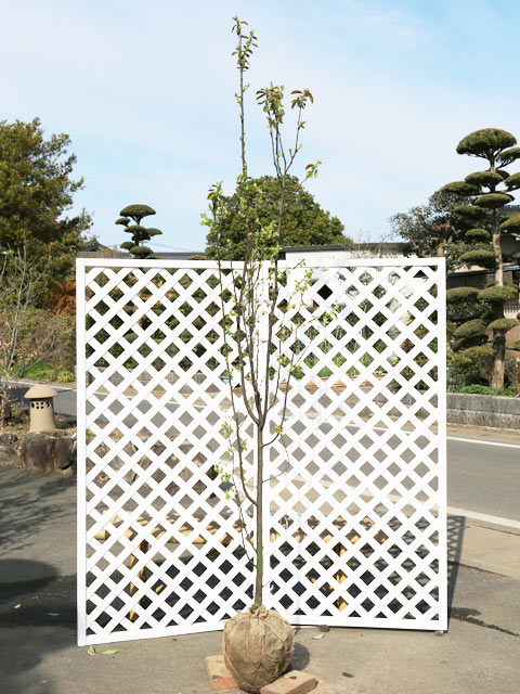 カリン 単木 2.3m 露地 若木