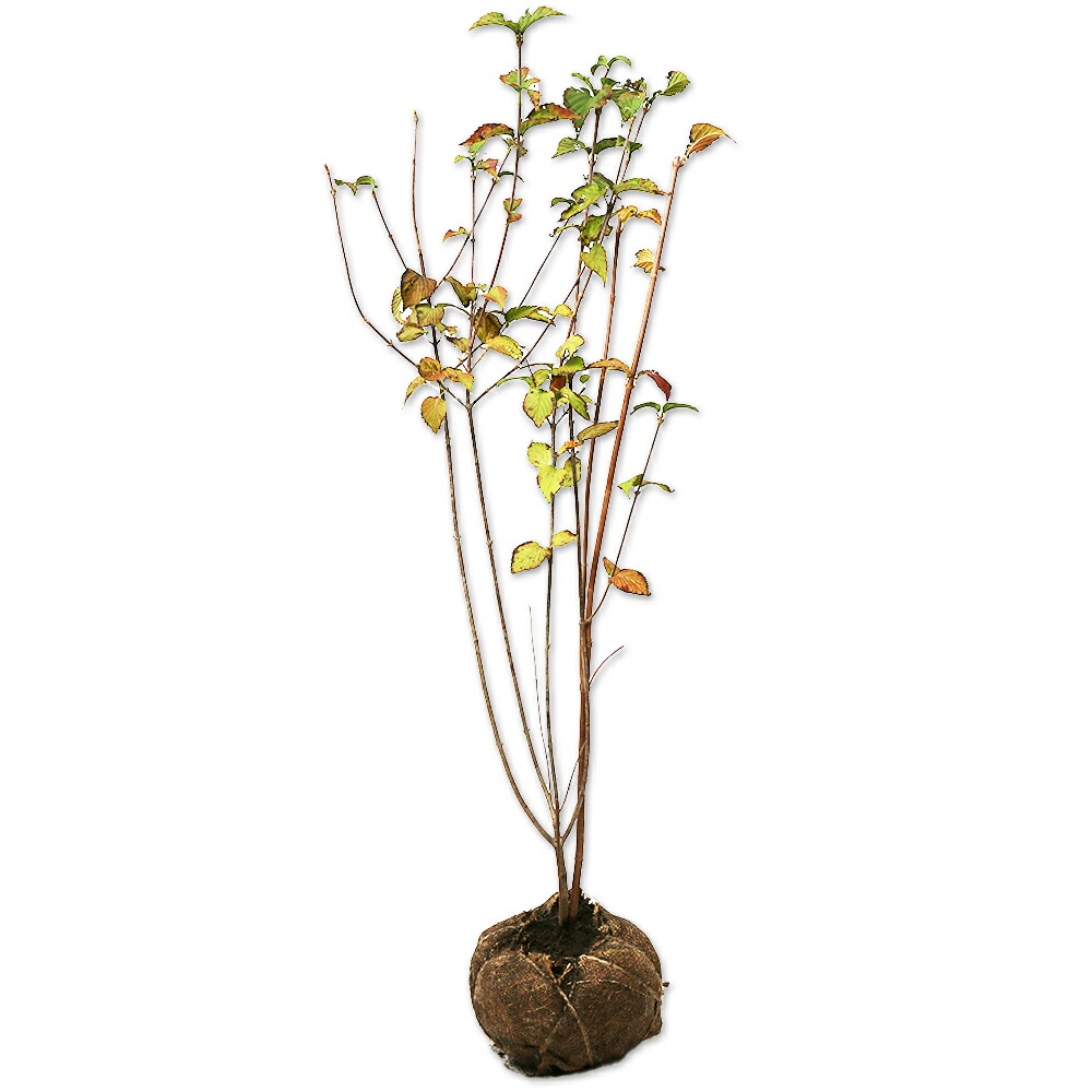 楽天市場】ミヤマガマズミ（深山ガマズミ） 1.8m : 千草園芸