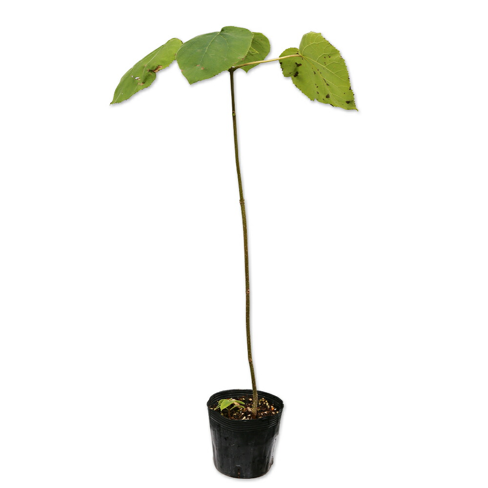 楽天市場】コウヨウザン 0.3m 10.5cmポット 苗 : トオヤマグリーン