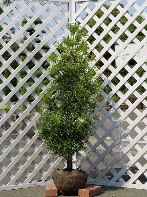 楽天市場】斑入り葉 高野槙(こうやまき、高野槇) コウヤマキ 苗 苗木