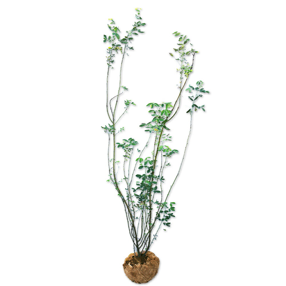 楽天市場】キングサリ 苗 【キングサリ （ボッシー）】 ポット苗