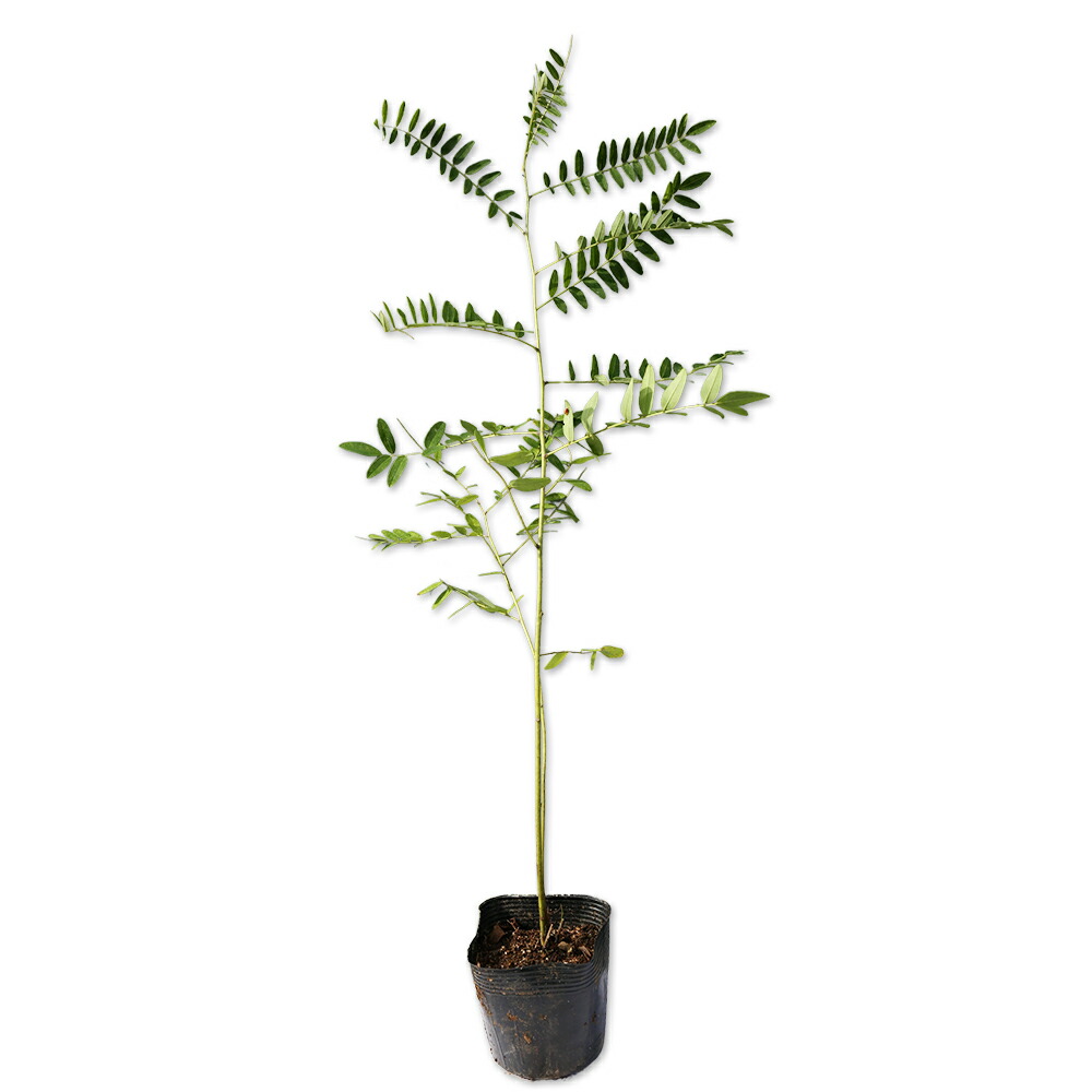 楽天市場】ブラヘア 【クララ（アイシーブルー）】 実生 2号ポット苗