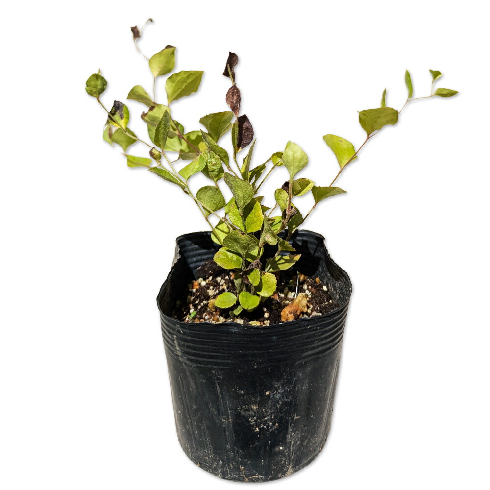 楽天市場】コウヨウザン 0.3m 10.5cmポット 苗 : トオヤマグリーン