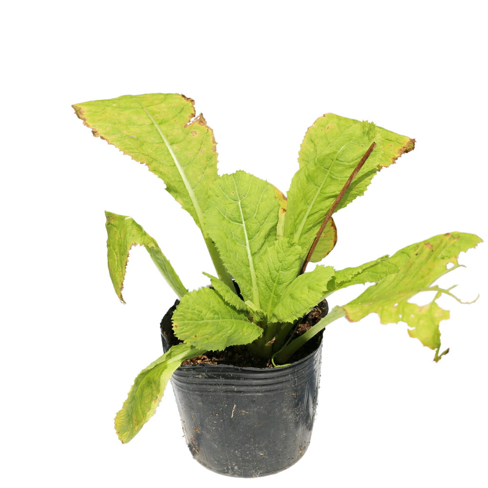 楽天市場】ツルコウジ 10.5cmポット 苗 : トオヤマグリーン