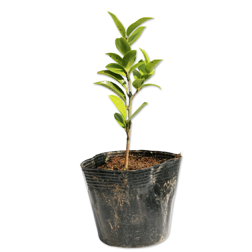 楽天市場】朝顔 団十郎 3号ポット苗 アサガオ 希少 鉢植え 花壇