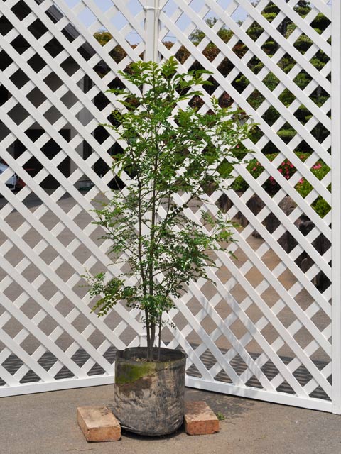 楽天市場】シマトネリコ 株立ち 1.2m 露地 苗 : トオヤマグリーン