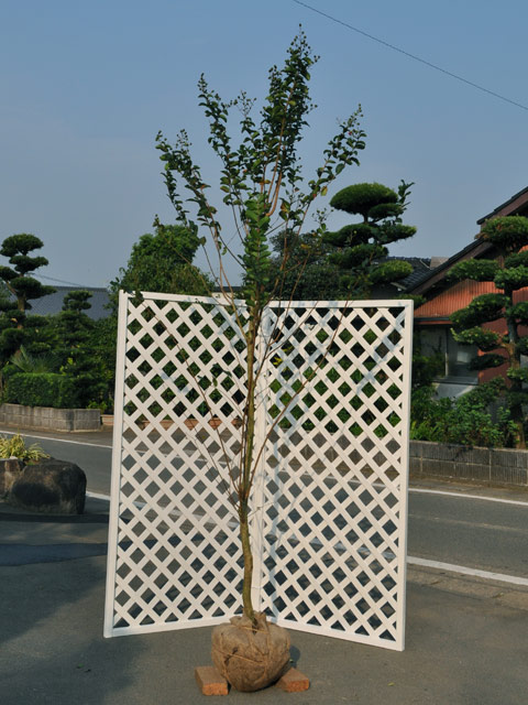サルスベリ 単木 (花色指定不可) 2.3m 露地 苗木|トオヤマグリーン