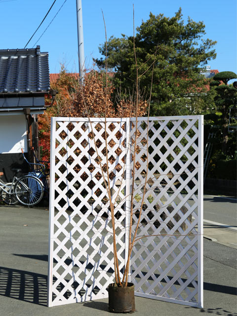 楽天市場】サルスベリ 株立ち (花色指定不可) 2.5m 露地 苗木 : トオヤマグリーン