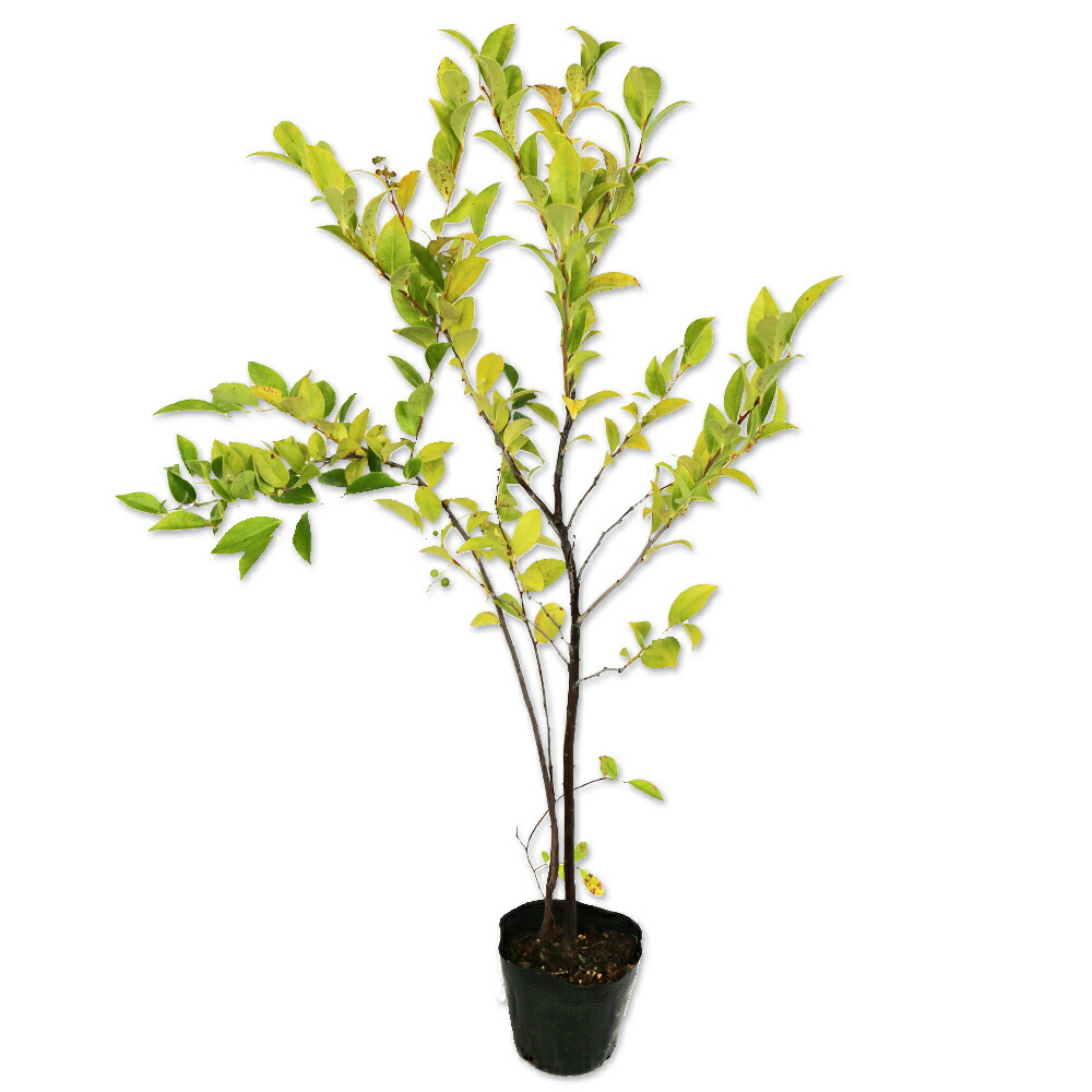 闇の森　繁殖苗　一番大きい苗1本　ネコポス 301506_1.jpg