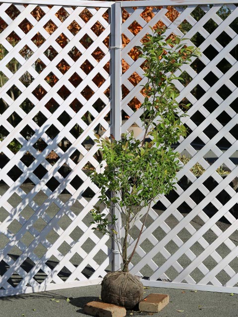 楽天市場】シャシャンボ 1.2m 露地 苗 : トオヤマグリーン