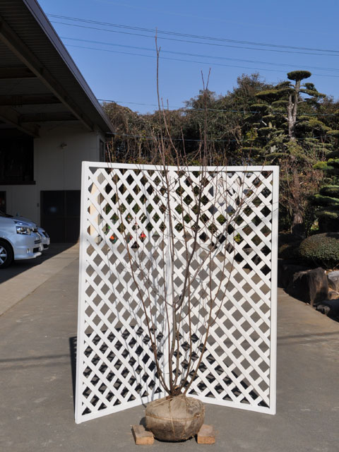 ジューンベリー　特大 ジューンベリー 特大