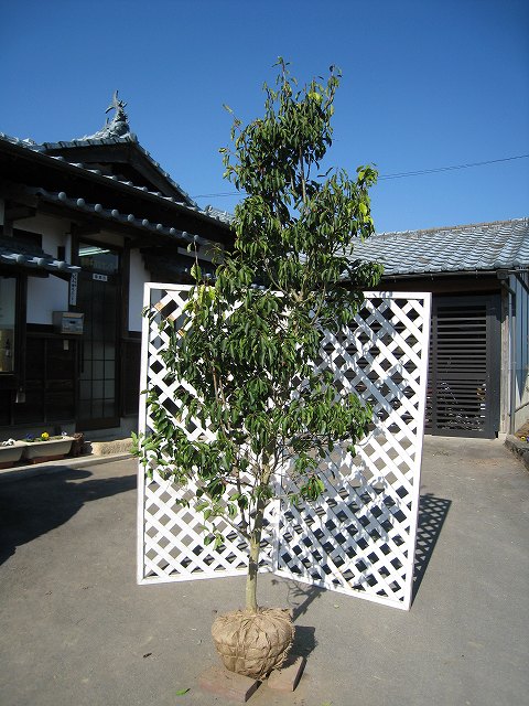 楽天市場】ソヨゴ 単木 2.5m 露地 2本 苗木 : トオヤマグリーン