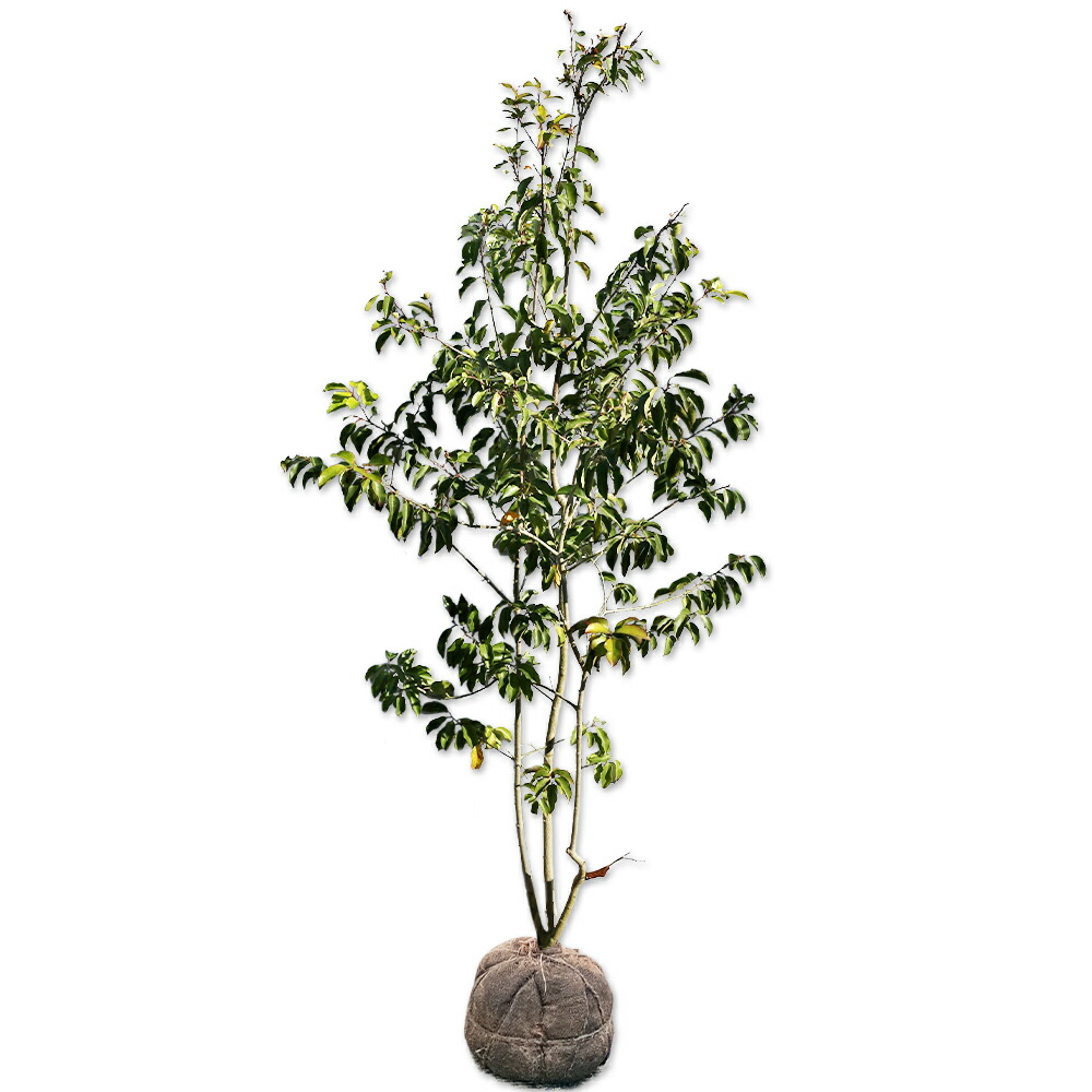 ソヨゴ/（メス）株立ち【現品発送】管理70310 楽天市場】【現品発送】ソヨゴ 雌株 株立ち 樹高2.0-2.3m(根鉢