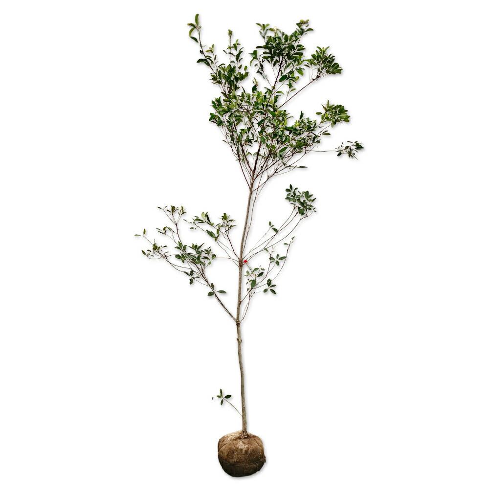 楽天市場】世界一重い木 リグナムバイダ（リグナムバイタ） 2号ポット