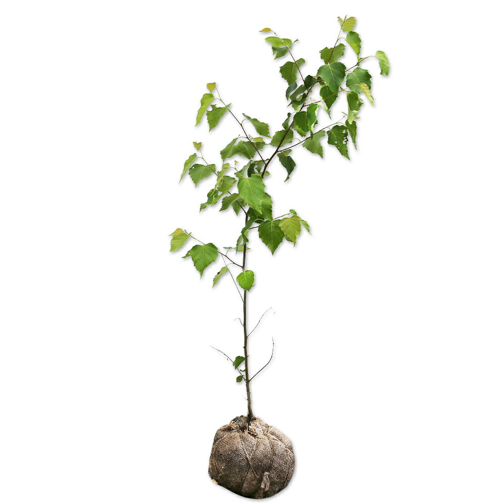 楽天市場】シラカバ 苗 【シラカバ】 2年生 4号ポット苗 白樺 苗木