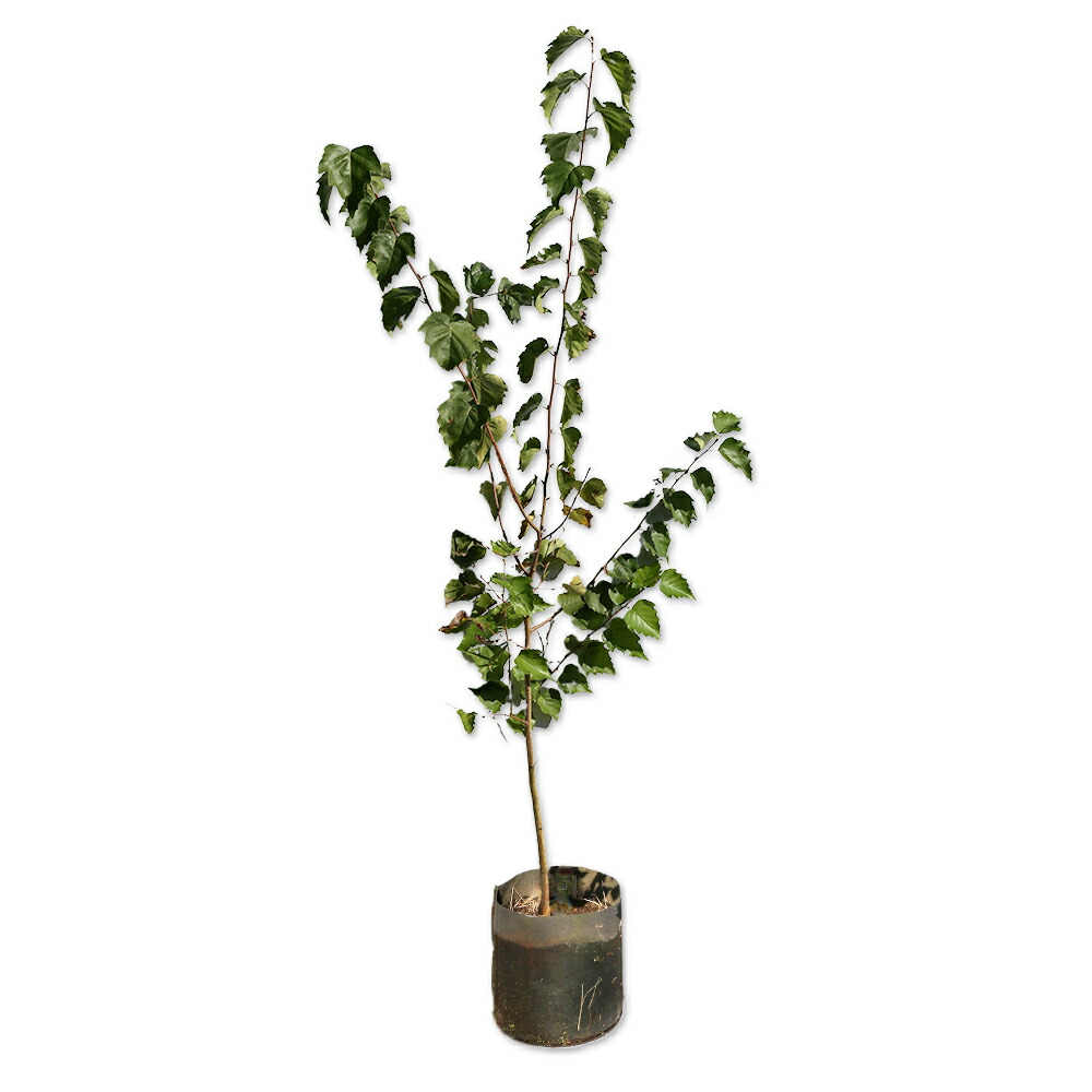 楽天市場】シラカバ 苗 【シラカバ】 2年生 4号ポット苗 白樺 苗木