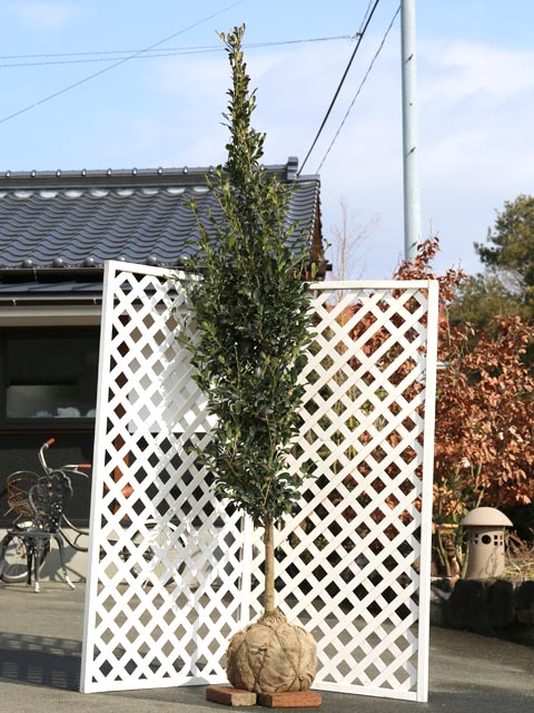 サカキ 2.3m 露地 苗木|トオヤマグリーン