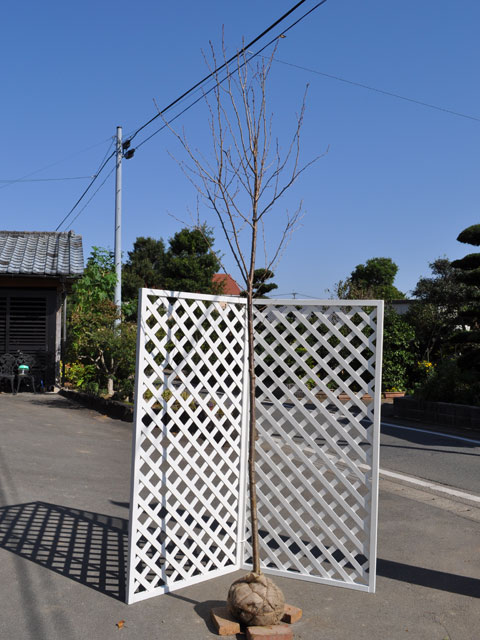 オオシマザクラ 2.3m 露地 苗木｜トオヤマグリーン