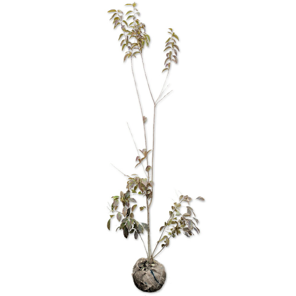 楽天市場】【送料無料】【現品発送】【山採り】サワフタギ 株立1.3